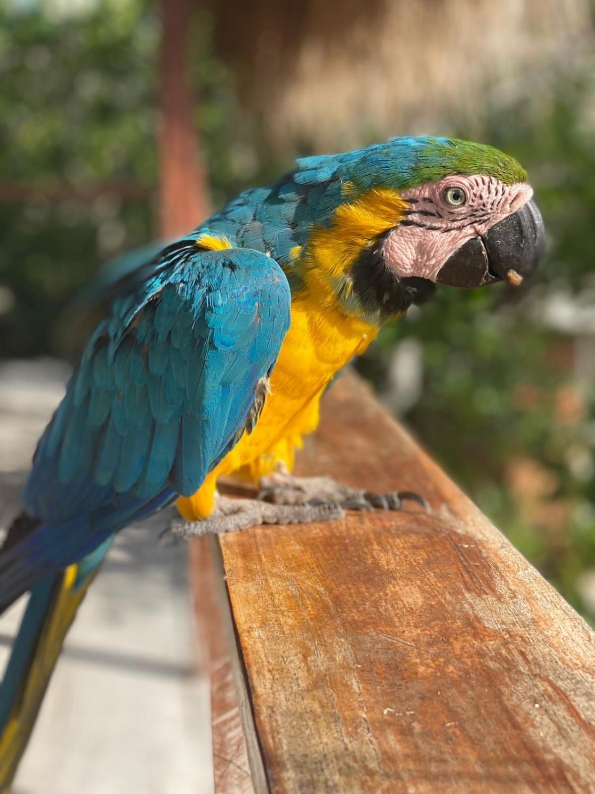 Santa Lova Eco-Hostel Isla Tintipan Tintipan Island ภายนอก รูปภาพ
