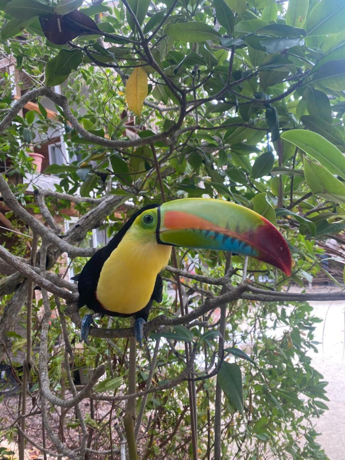 Santa Lova Eco-Hostel Isla Tintipan Tintipan Island ภายนอก รูปภาพ
